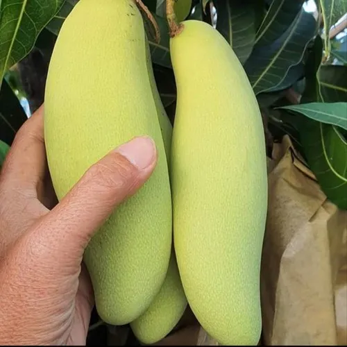 Banana Mango